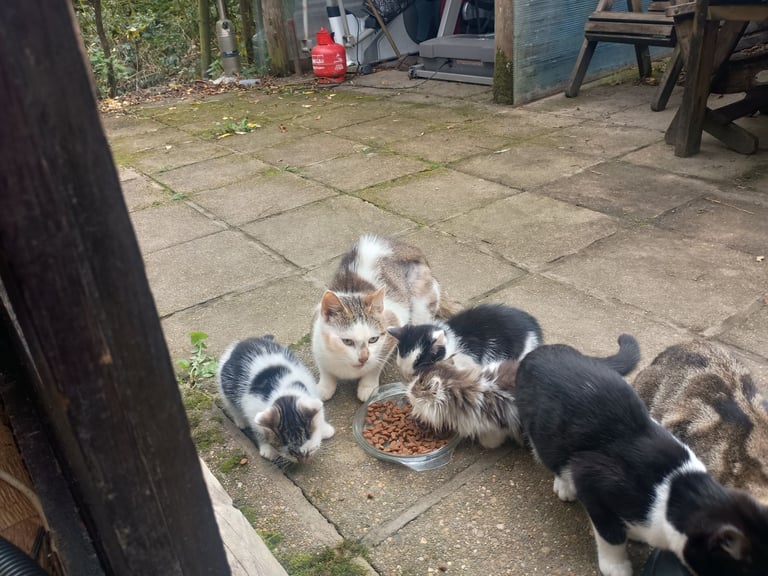 image for 5 Kittens 