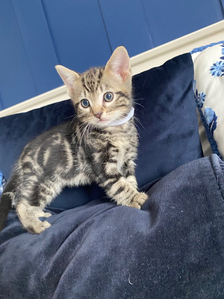 4 beautiful Bengal X kittens Boys £200