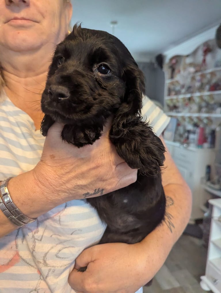 × Ready Now × Beautifull Cocker Spaniel Pups 