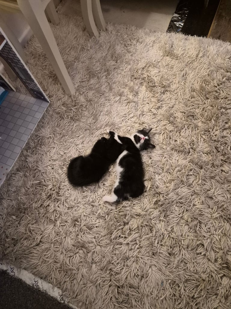 2 boy kittens 