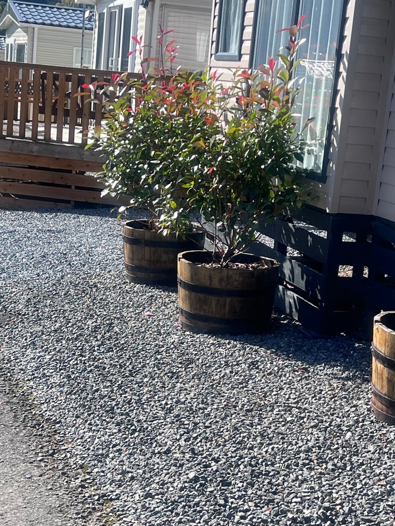 Whisky barrel with red robin plant