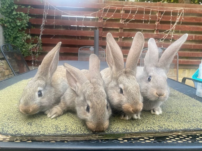 image for Baby continental giant rabbits
