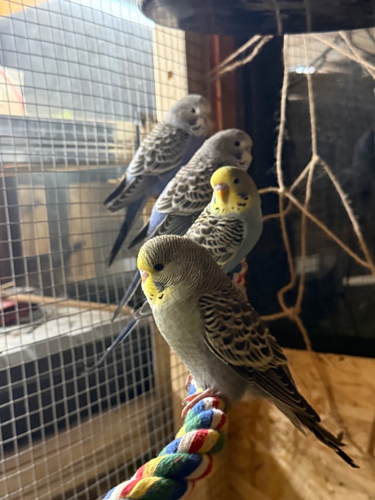 Budgies