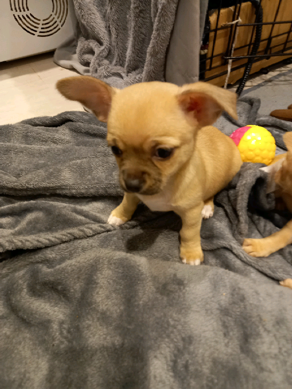 Chihuahua dogs for stud in London