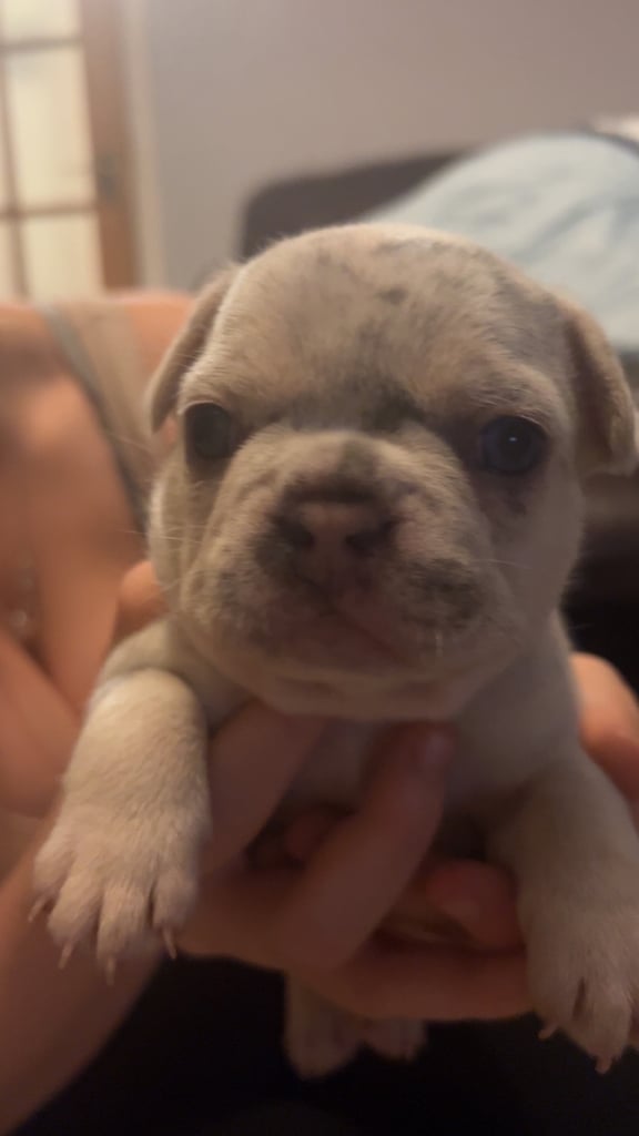 French bulldog puppies