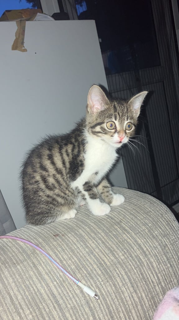 image for Kitten for adoption 