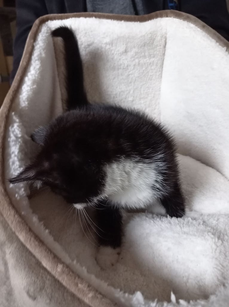 Black & White kitten