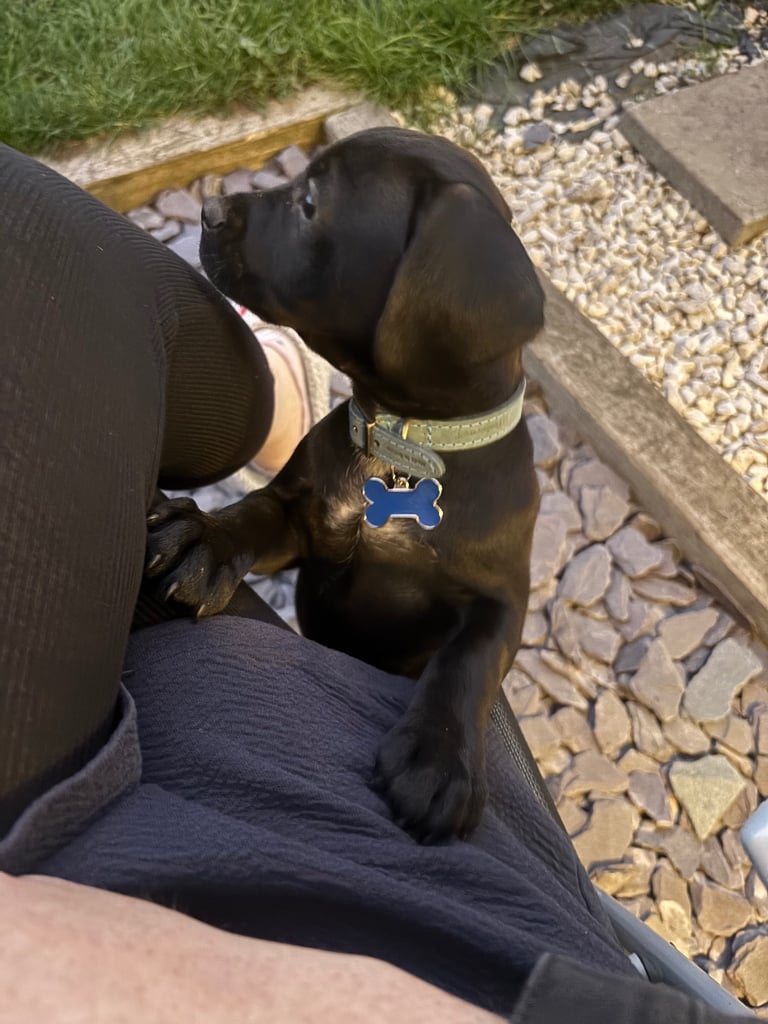 Cockapoo cross 