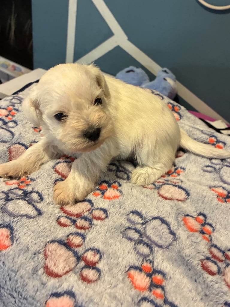 Miniature schnauzer puppies 