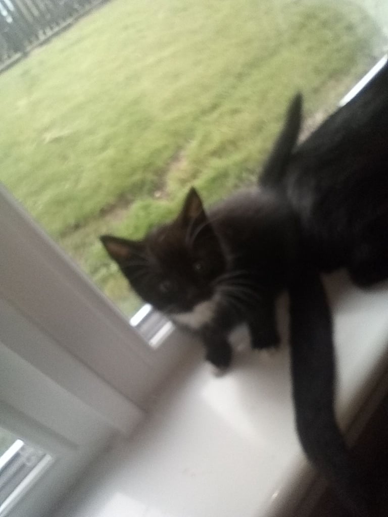 Kittens 