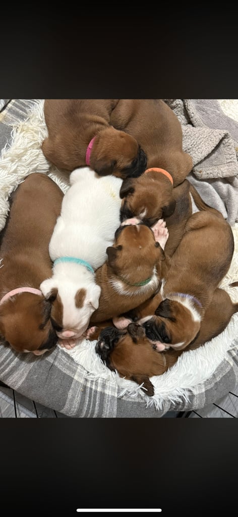 Boxer puppies 
