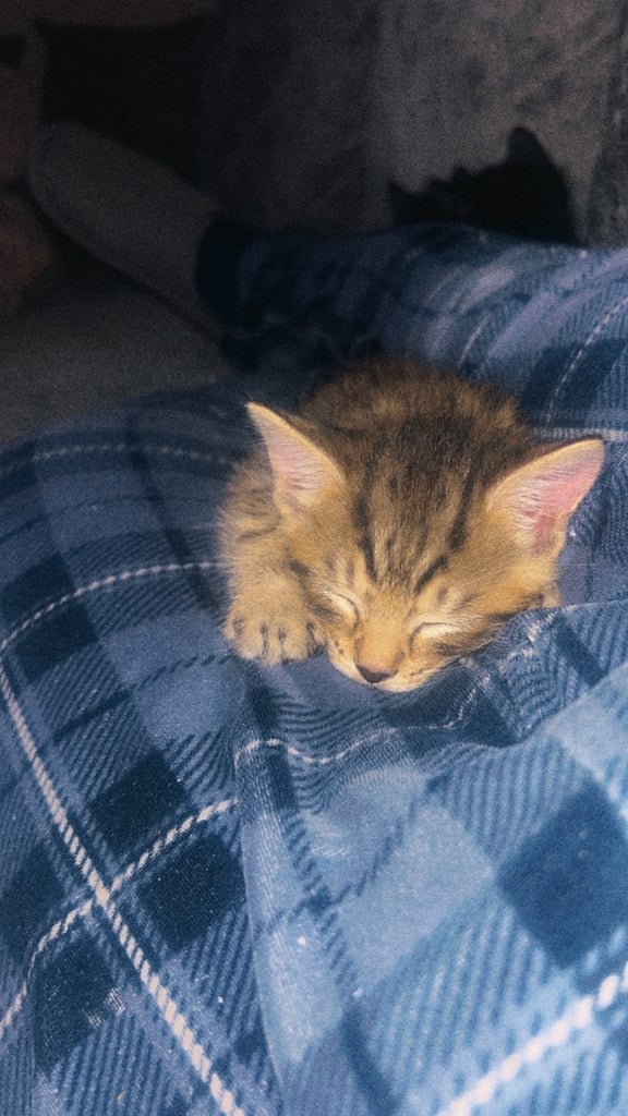 4 kittens 