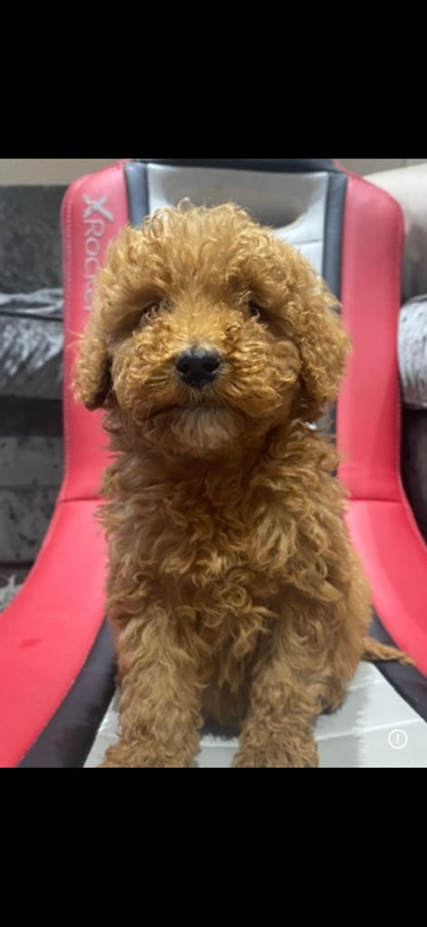 F1B Red Cockapoo Puppies Available Now 