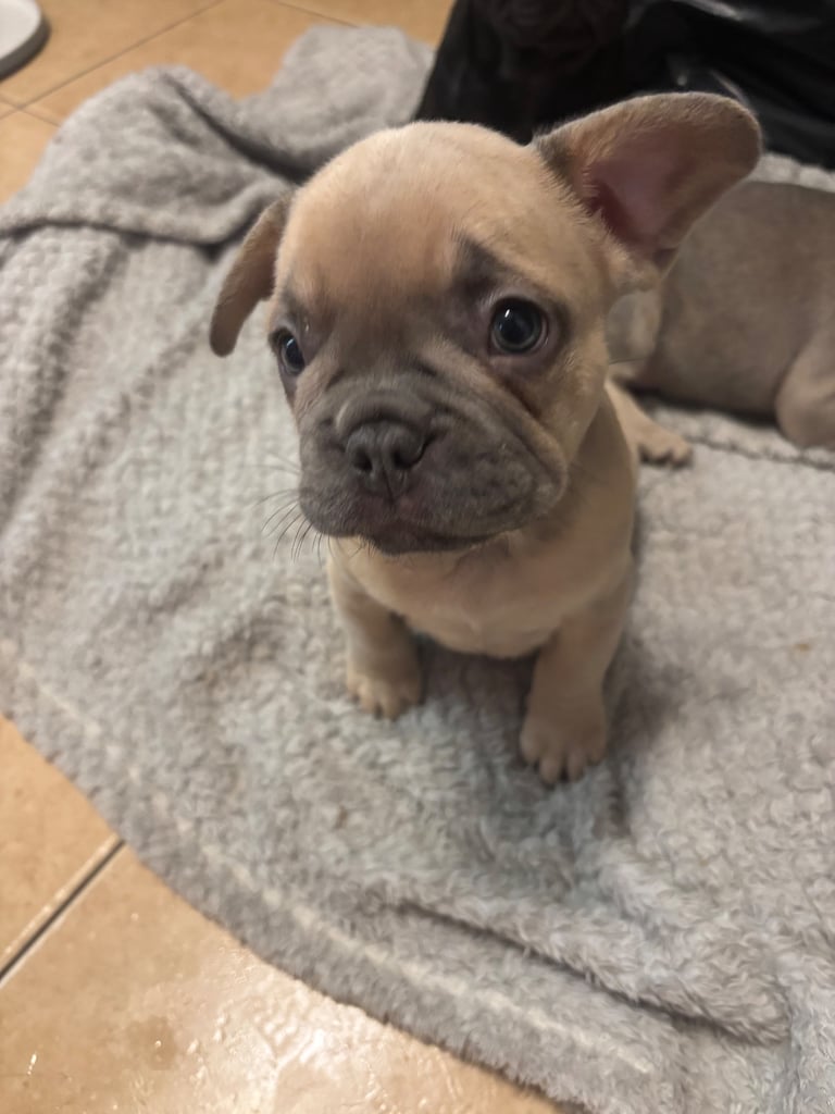 Last 3 French bulldogs ready now !!!