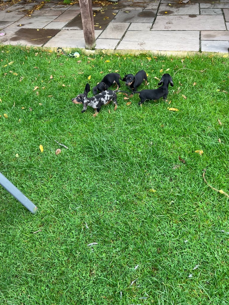 Dachshund puppies 🐶 