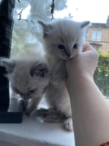 Pedigree ragdoll kittens for sale 