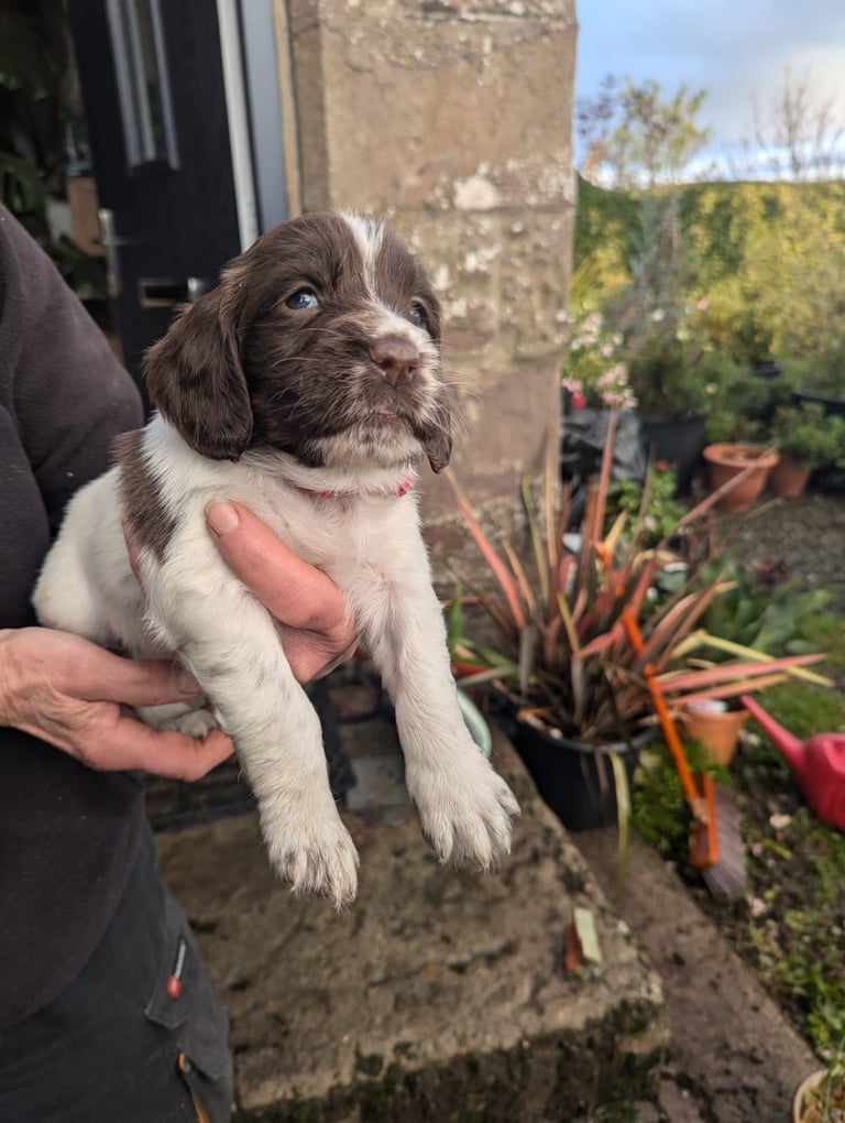 English Springer Spaniel Puppies 