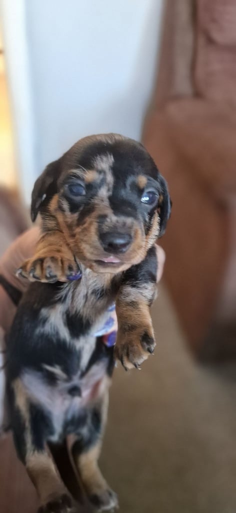 Dachsund puppies