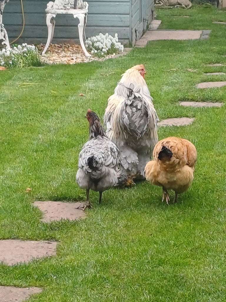 Cockerel and chickens
