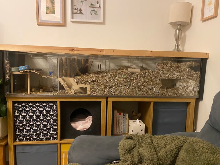 image for Detolf ikea tank and 2 gerbils 
