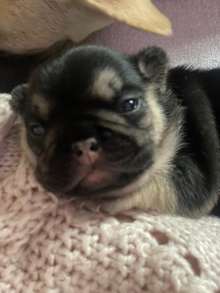 Stunning French bulldog puppies looking for their new forever home. 1 boy and 1 girl left