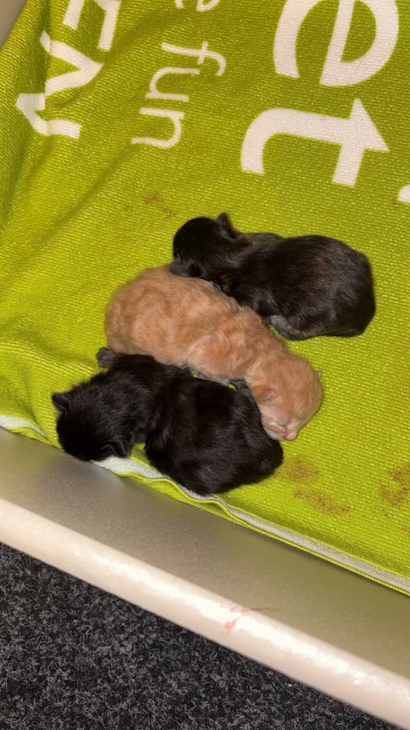 Baby Cats