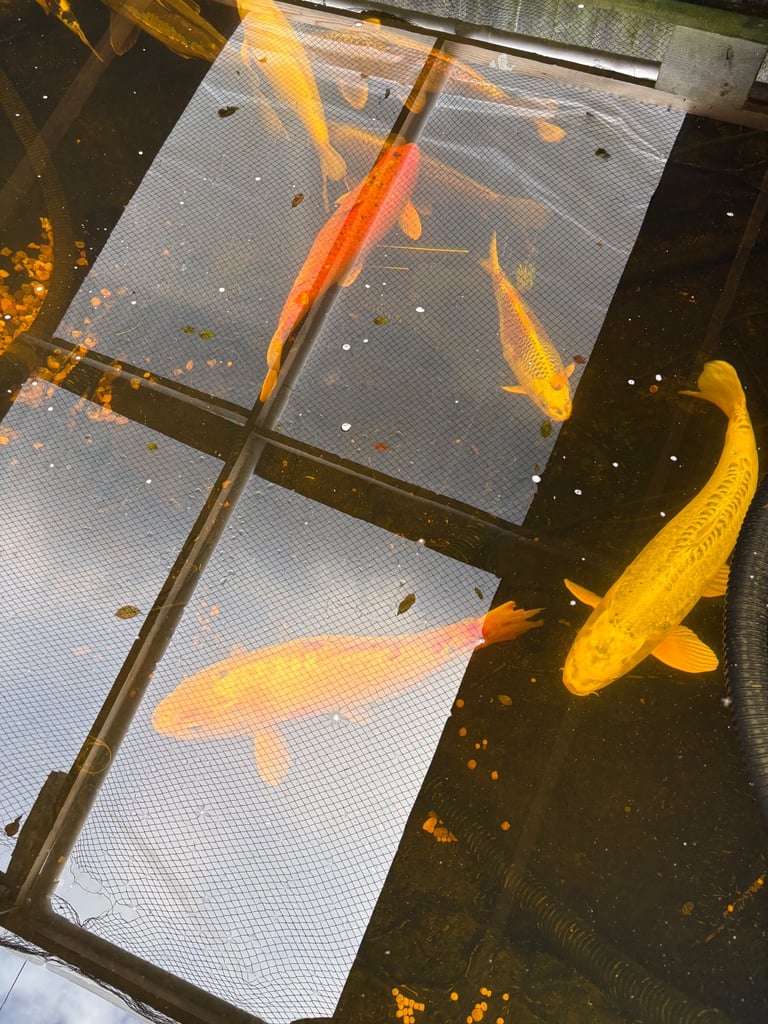 Large koi carp 