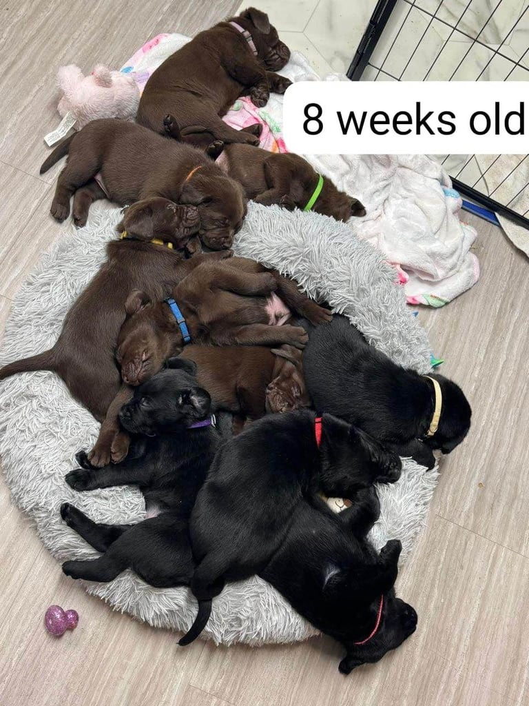 Labrador retriever puppies. 