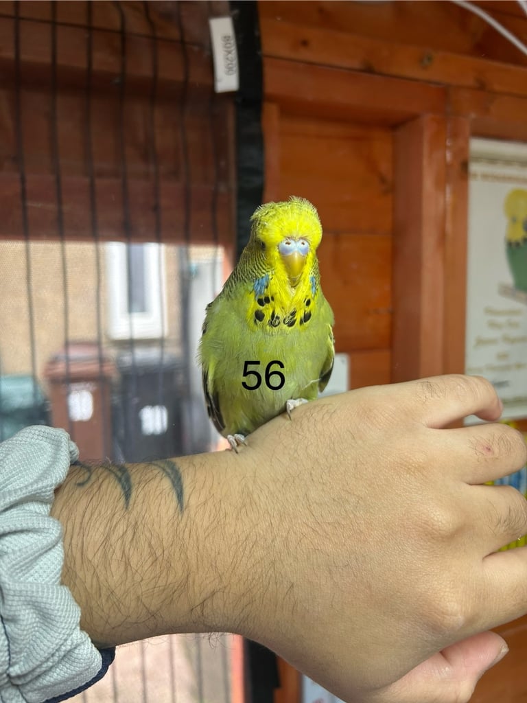 Budgies Hand Tamed 