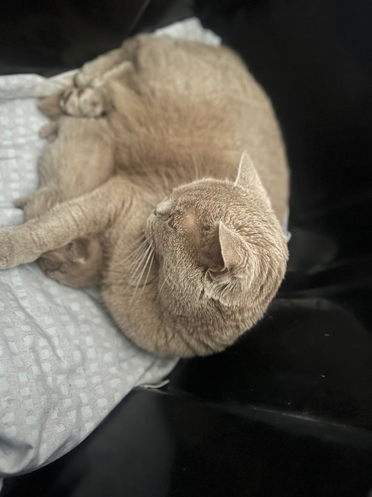 British shorthair kittens 
