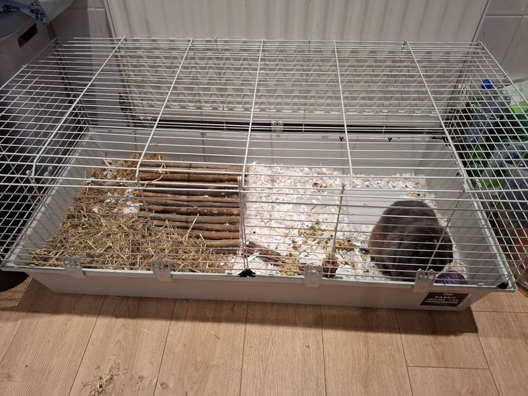 Male Mini lop Rabbit with Indoor Cage