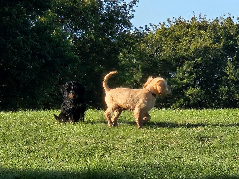 Cockerpoo 