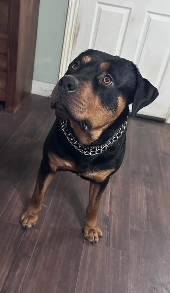 Bruno. Stunning 1yr 8months Rottweiler boy