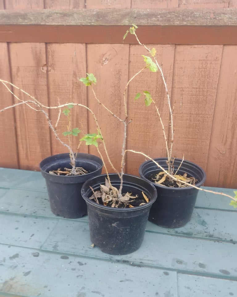 image for 1 x Red  gooseberry plant in 2L pot for£14 - nice bargain