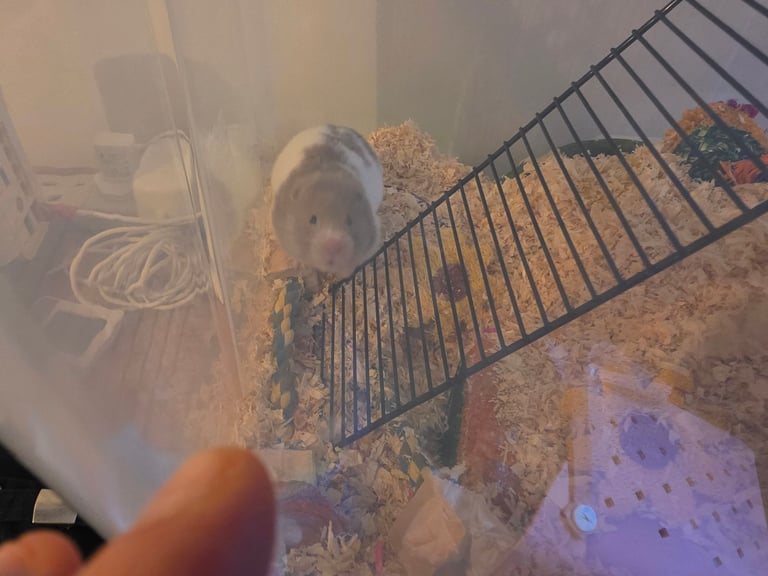 Hamster 