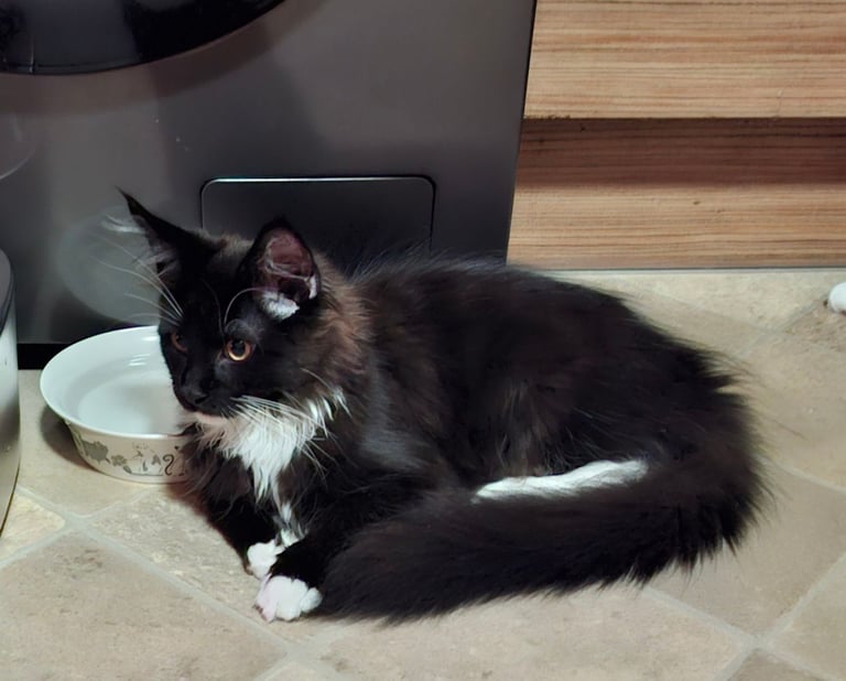 Affectionate Maine Coon Kitten Boy – Ready for His Forever Home