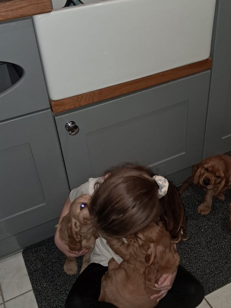 Cocker spaniel pups for sale