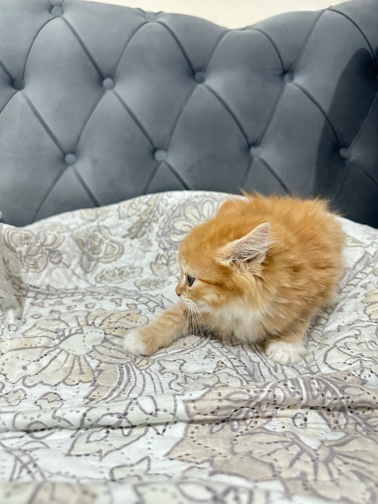 4 Beautiful Playful Kittens – Short Hair & Fluffy Persian Mixes