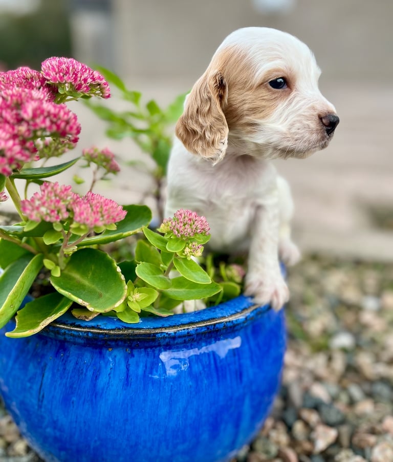 Cocker Spaniel pups 🐶 Looking for Forever Homes🐶