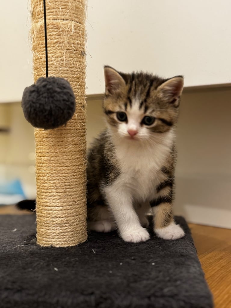 Kittens 