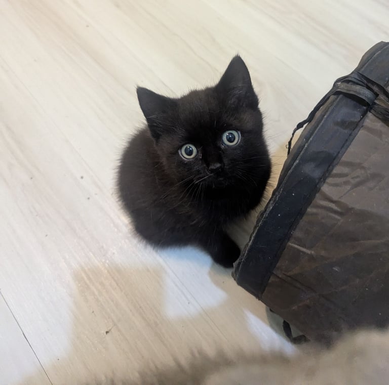 Chocolate BSH Kitten – Ready Now,!