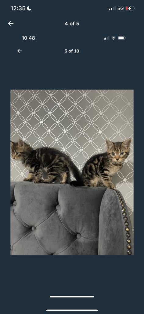 1 cat for sale male kitten £100 