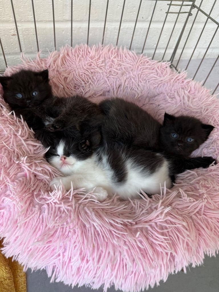 image for Kittens for long term loving home 