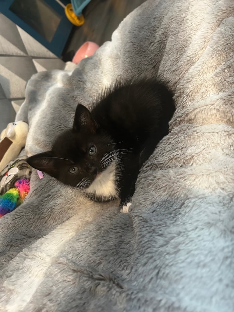 8 week old girl and boy kitten 🐈‍⬛ 