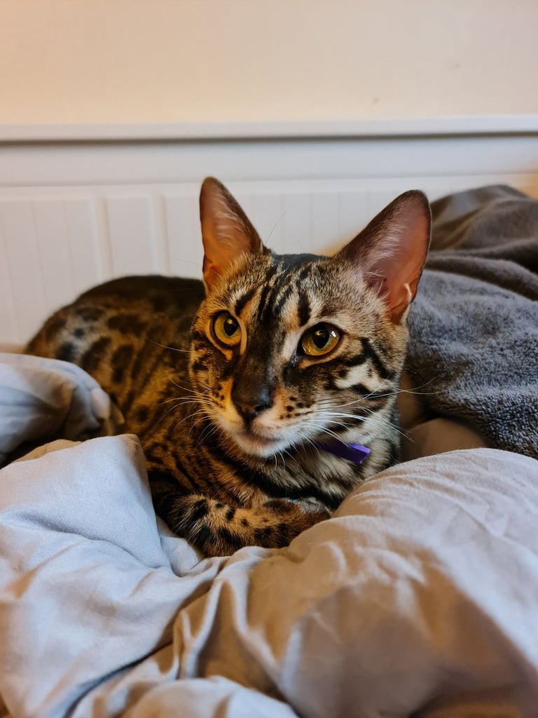 1y Male + Female Bengals to be homed together or separately