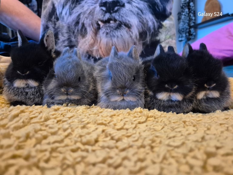 Netherland dwarf babies 