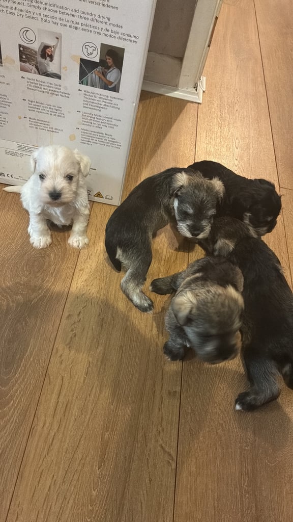 Miniature schnauzer puppies 