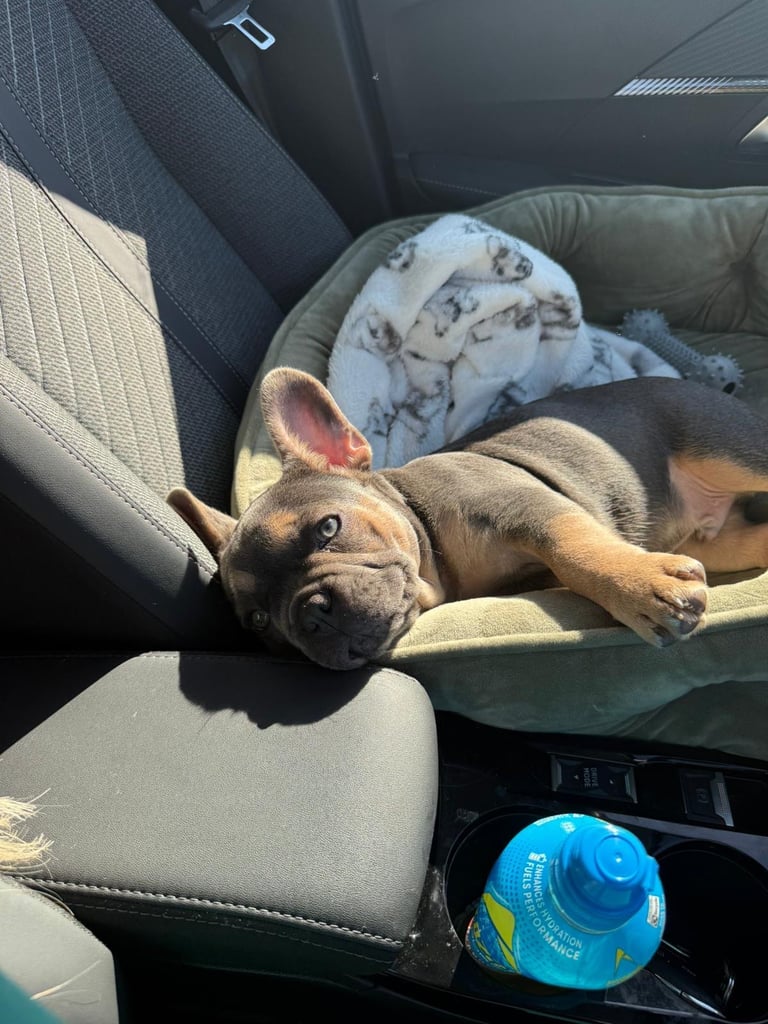 KC reg French bulldog puppy