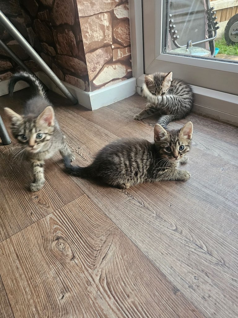Beautiful kittens for sale