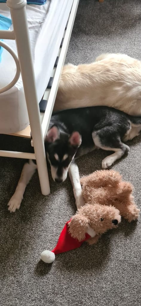 Husky little 